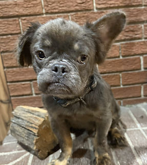 Clover-Maxx fire sitting.jpeg