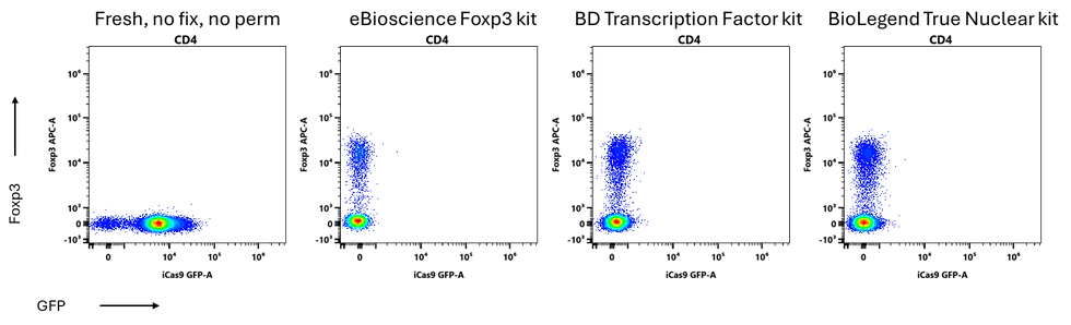 Soluble cytosolic proteins are often released when the plasma membrane is permeabilized