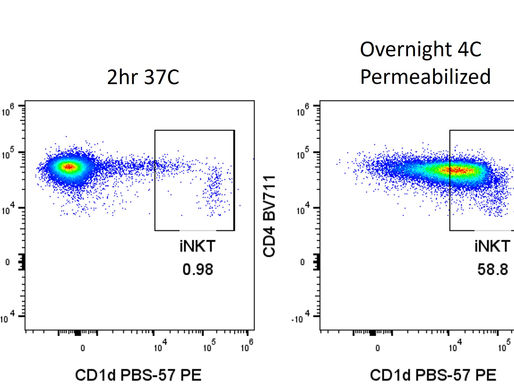 Overnight staining: tetramers