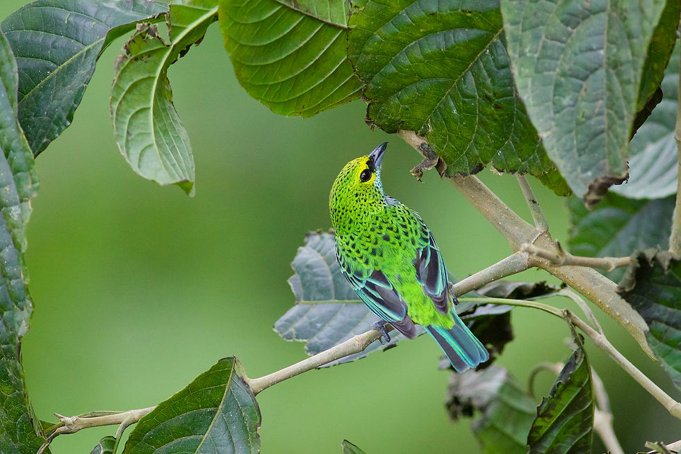 Speckled Tanager, Costa Rica