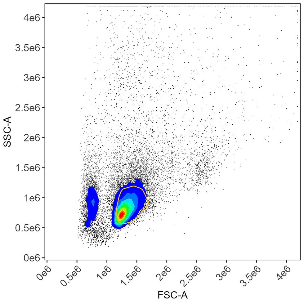 Unstained sample with lymphocyte gate applied