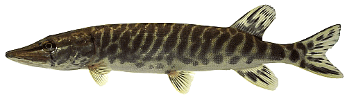 brochet odyssea centre de pêche carnassier