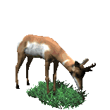 cerf026.gif