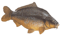 poisson_143.gif