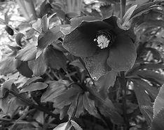 Io non sono il mio sintomo di Renzia D'incà (IQdB 2024)