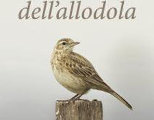 Lucianna Argentino, Il volo dell’allodola, Edizioni Segno 2019