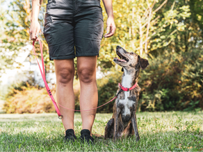 Dog sitting by its owner on the grass.