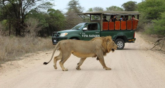 Viva Safaris Jeep and Lion_edited