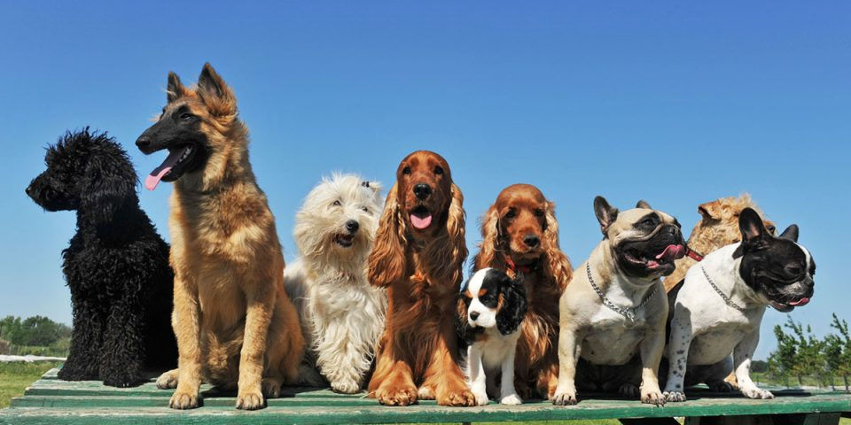 Museum of the Dog Exhibit