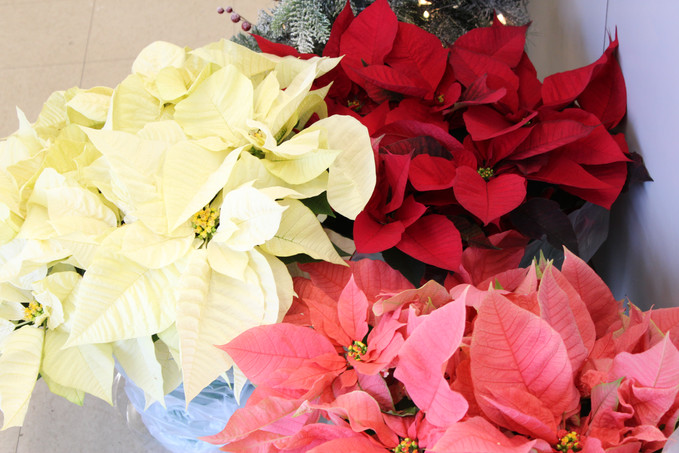A Christmas Décor must have! Poinsettia's are here!