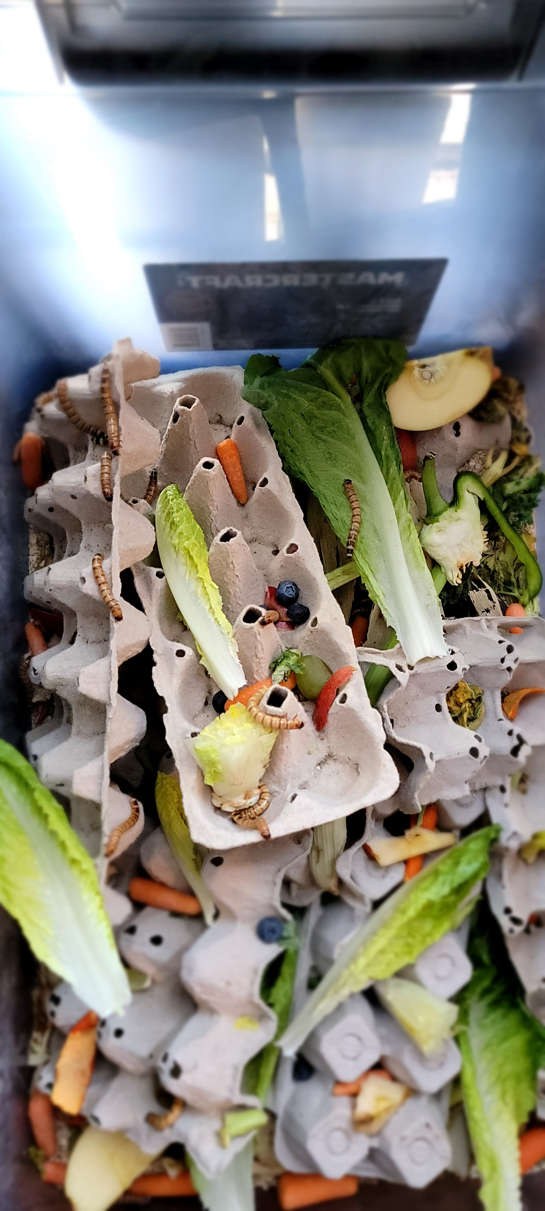 Super Worms