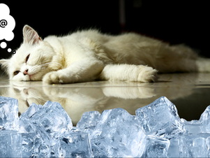 A white cat experiencing menopause on a bed of ice.