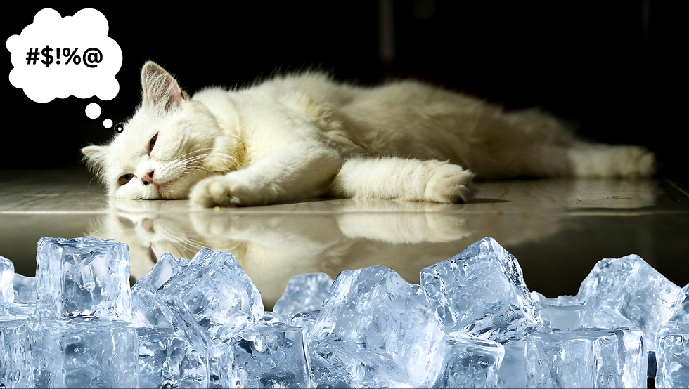 This cat is angrily contemplating the indignities of aging. Created with Canva assets that were never meant to be used together but here we are.