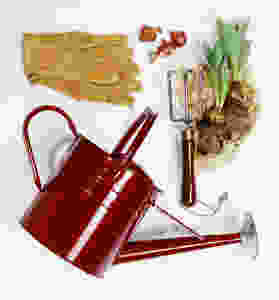 garden spring bulbs