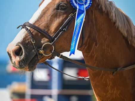 Pferdesport für Gross und Klein – Sommerconcours 2025 in Wädenswil
