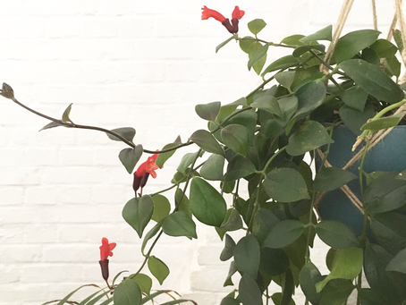 Aeschynanthus Mona Lisa