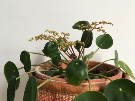Pilea peperomioides