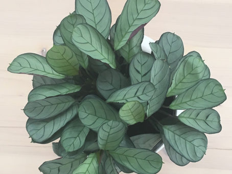 Ctenanthe Amagris