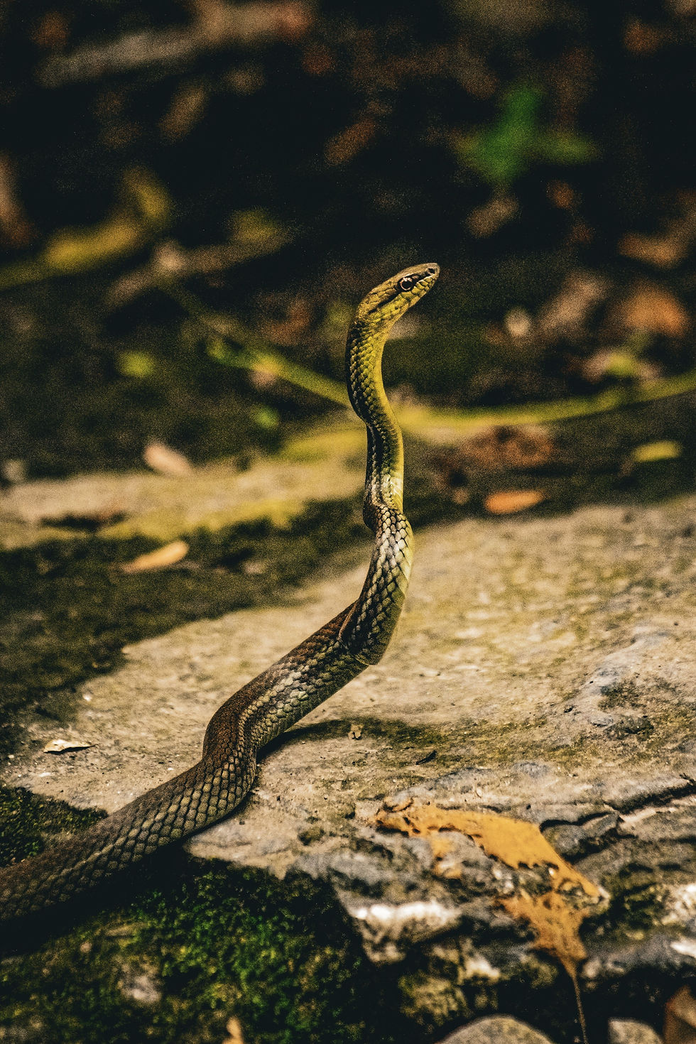 pexels-juan-diavanera-2150627805-32211896.jpg