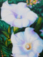 Morning Glory