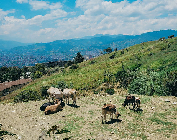 El Paraiso, Robledo