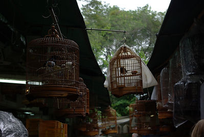 Marché aux oiseaux, Mong Kok, Hong Kong