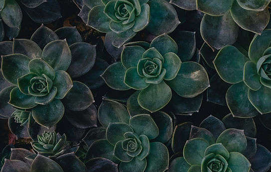 annie-spratt-8mqOw4DBBSg-unsplash_edited_edited_edited.jpg