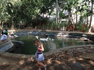 Exploring the geese pond