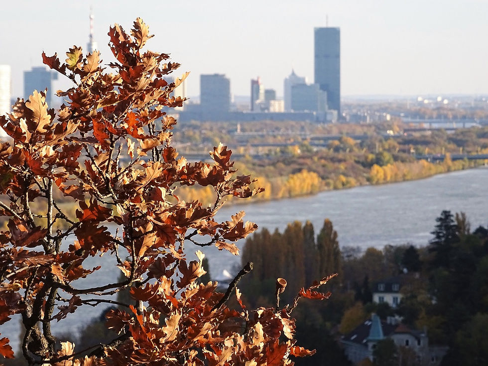 View of Vienna and the danube in fall