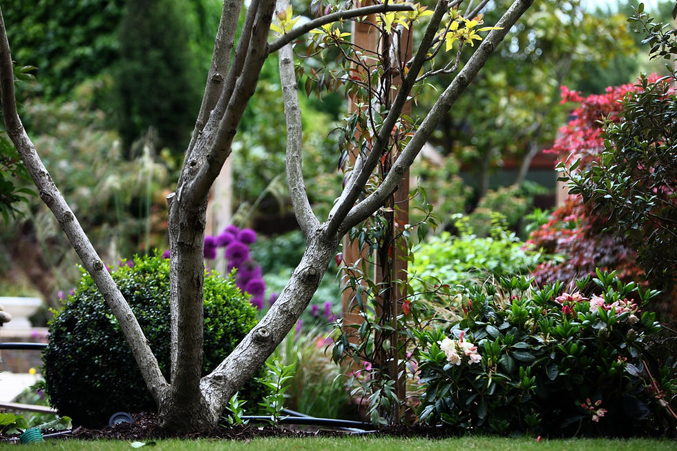 Milltown garden