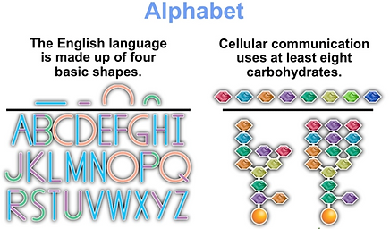 alphabet of glycans.png