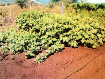 Sebetsana e.V., Gemüsegarten angelegt