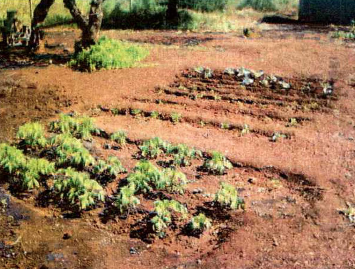 Sebetsana e.V., Gemüsegarten angelegt