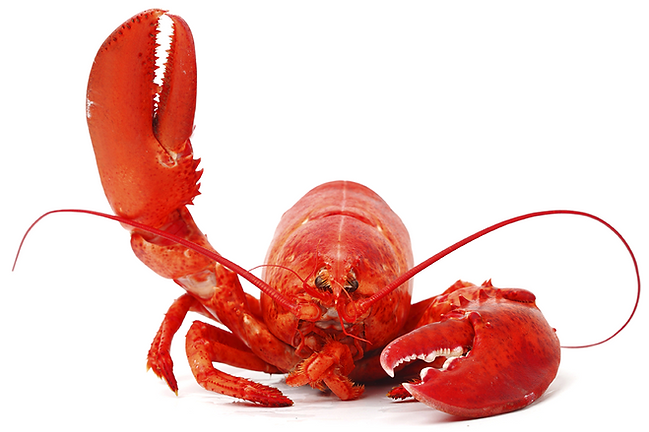 Main-Lobster.png