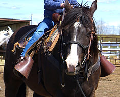 Horse Time (2).jpg