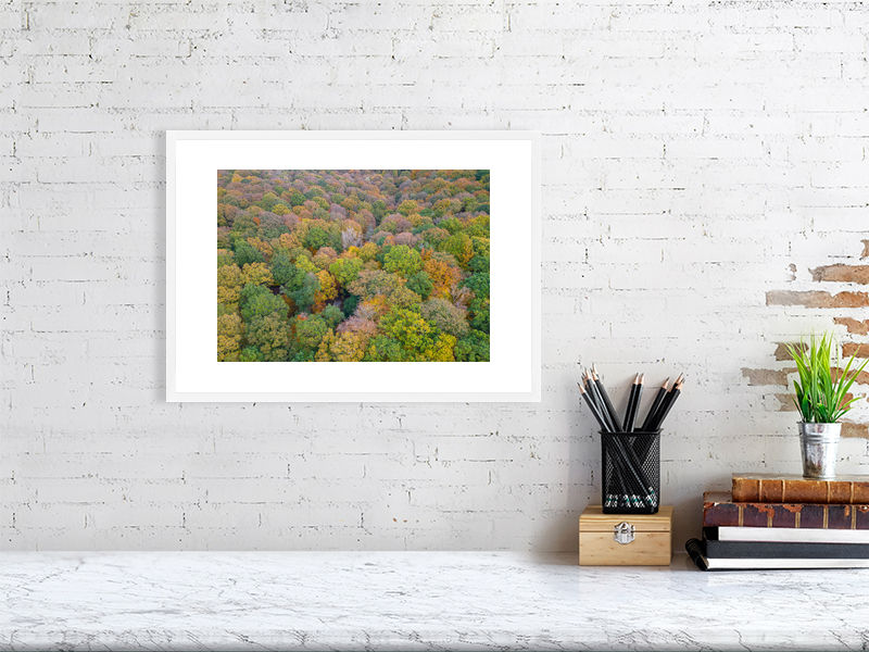 Thumbnail: FOREST OF DEAN IN AUTUMN 2