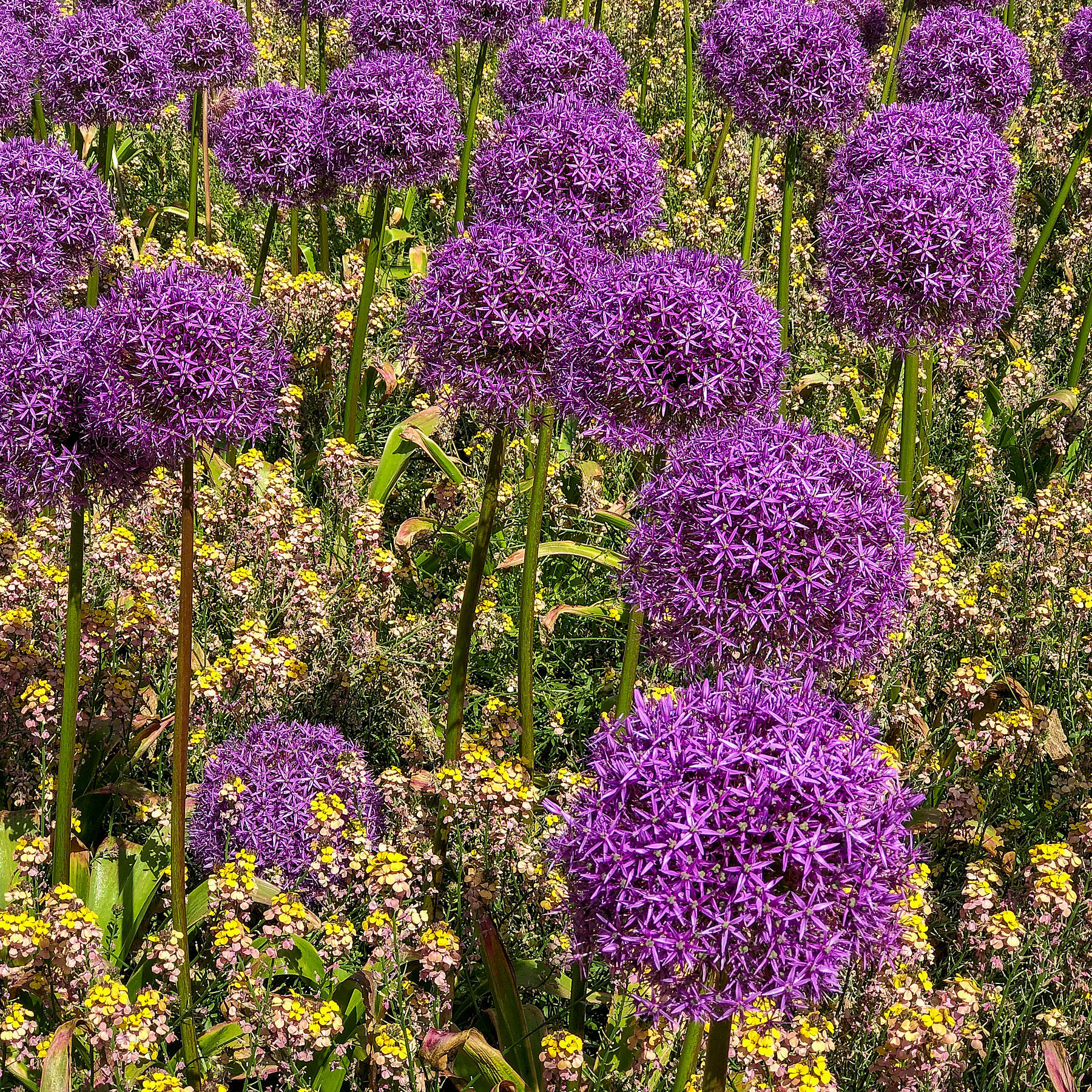 ALLIUMS