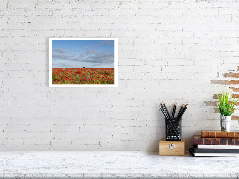 Thumbnail: FIELD OF POPPIES 4