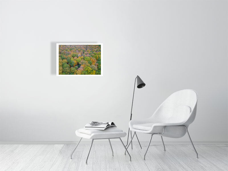 Thumbnail: FOREST OF DEAN IN AUTUMN 2