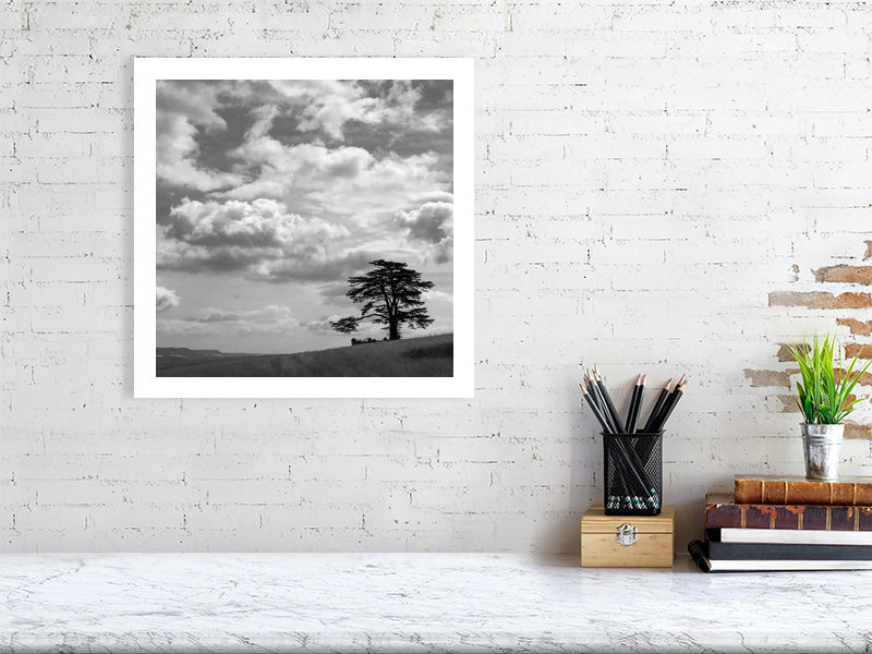 Thumbnail: LONE CEDAR TREE 4 B&W