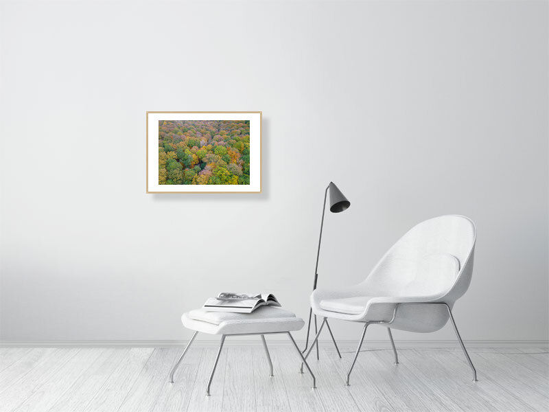 Thumbnail: FOREST OF DEAN IN AUTUMN 2