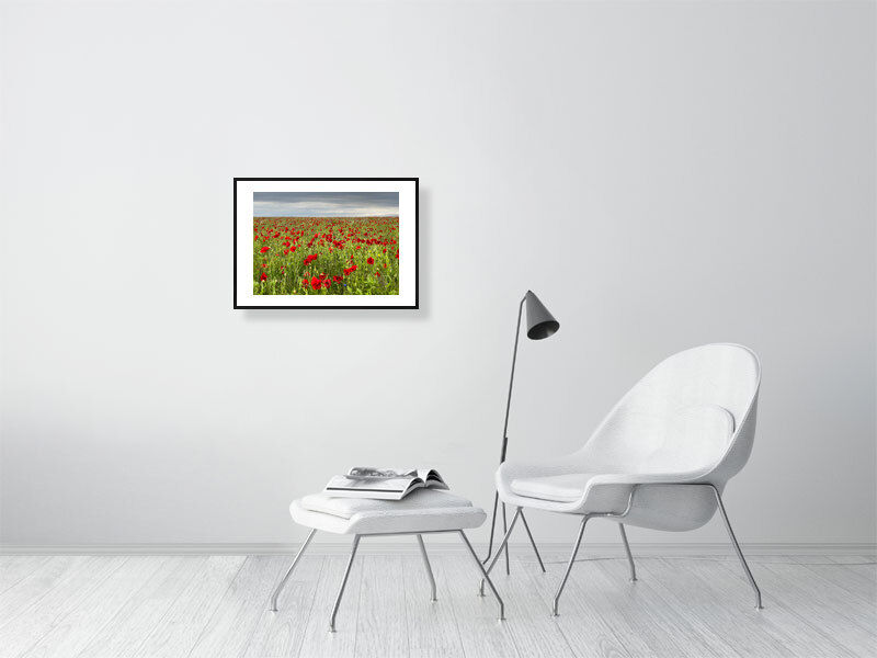 Thumbnail: FIELD OF POPPIES 2