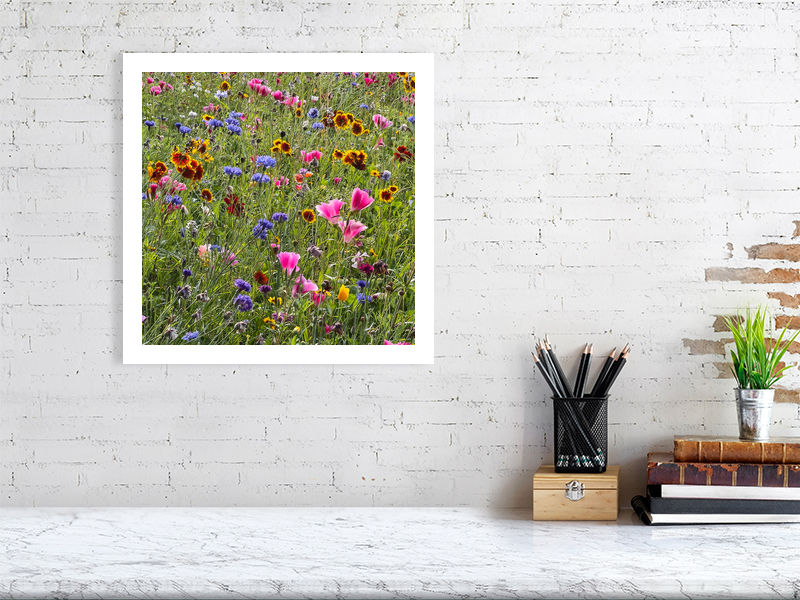 Thumbnail: WILD FLOWERS