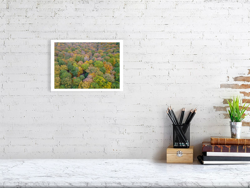 Thumbnail: FOREST OF DEAN IN AUTUMN 2