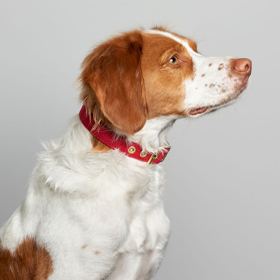 サムネイル： Red Recycled Canvas Dog Collarリサイクルキャンバスドッグカラーレッド