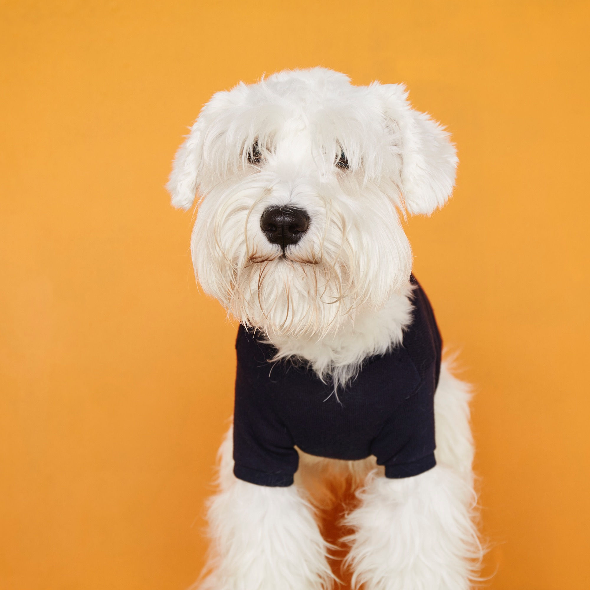 プレーンTeeネイビー1