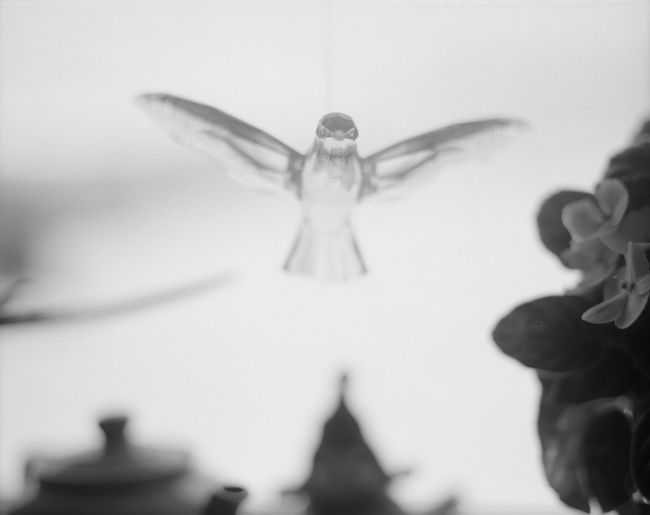 The Acrylic Bird