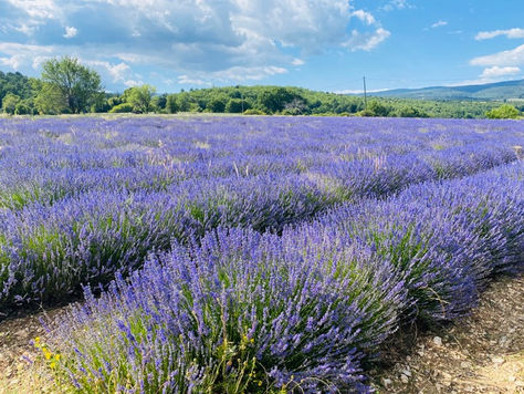💜 Lavande en Provence : Le Guide 2026 pour découvrir l'or bleu à Sault