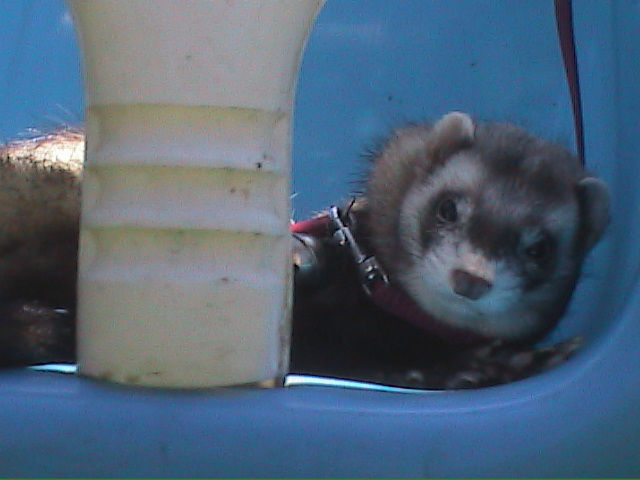 Tomtom mon furet