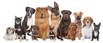 chiens.